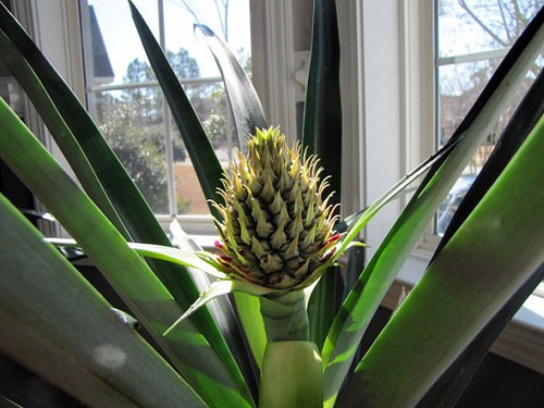 planting_pineapple09